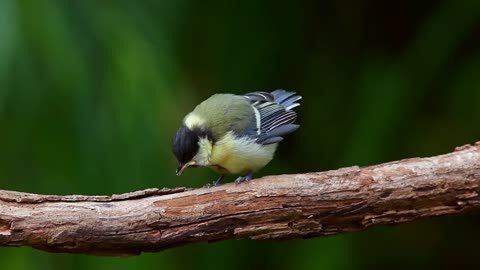 Great tit bird is being fed by her perents