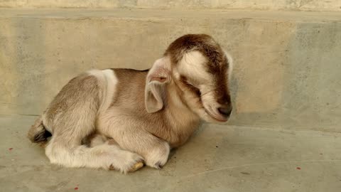 My Goat Feeding her Baby Kid