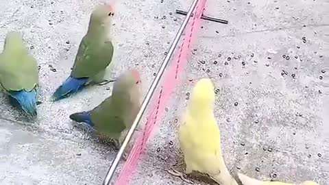 Beautiful little parrots playing with a ball on the net