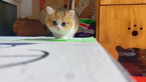 cute kitten