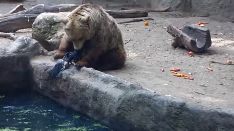 BEAR SAVE LITTLE TRAPPED BIRD