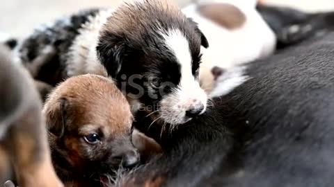 The mother breastfeeds her young dogs