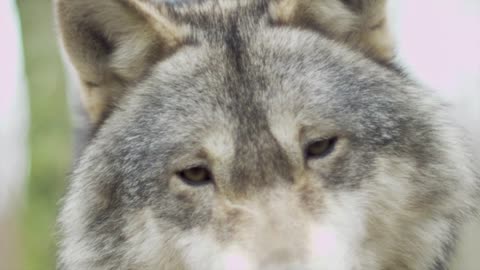 Wolf dog walking slow-motion adorable face pic