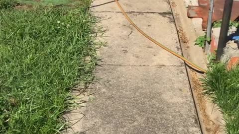 Dogy Going to The Pool With His Owner