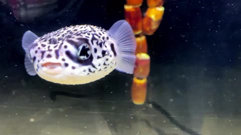 The Pelagic Porcupinefish