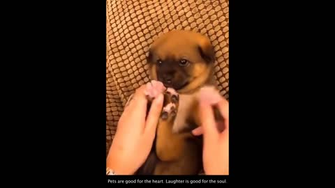 Peek a Boo ! Funny Dog Compilation Video - ARF