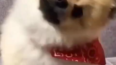 Funny dog cute reactions :D