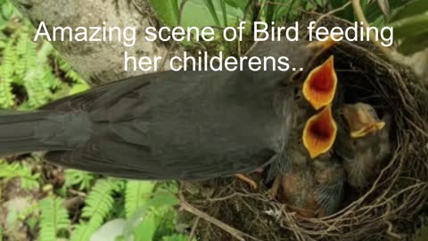 Amazing Story of a Bird