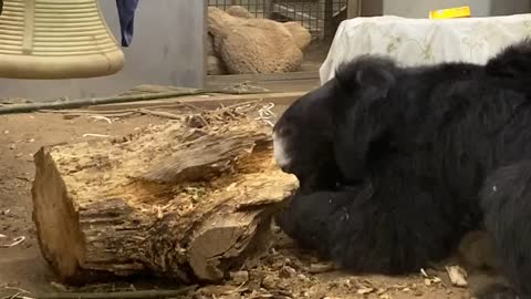 Watch as this Sloth Bear Eats termites in the funniest way possible