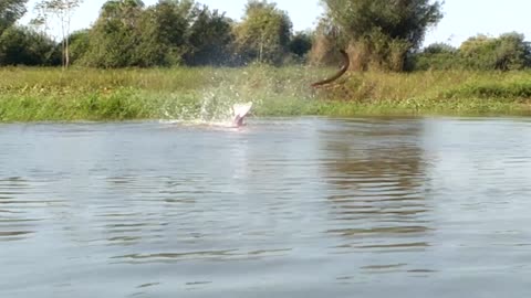 Pink Dolphin VS Electric Eel