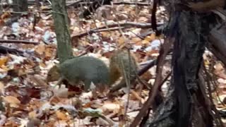 Natures Nut Gatherer