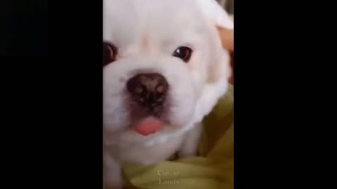 So cute l Try Not To Laugh To These Pets Compilation Funny Pets