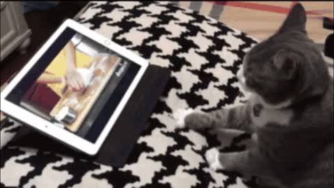 Gif video of cat learning to bake bread