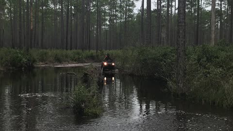 Osceola national forrest