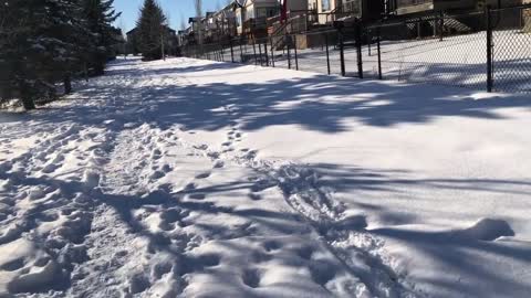 Shiba Inu Puppy Has Endless Fun With Snow