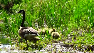 Canada Goose and Goslings