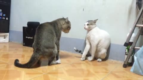 Two cats fighting like film