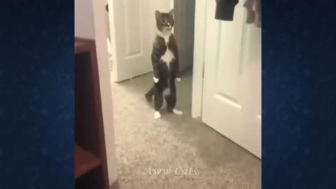 Cat funny video