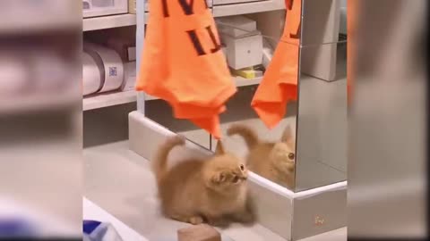 Baby Cats - Cute and Funny Cat Videos # 2 | #babydog #funnydog