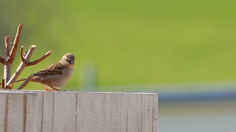 Sparrow Birds Dancing and Singing (4k videos)