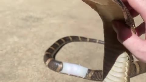 King cobra venomous breed