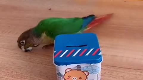 parrot bird