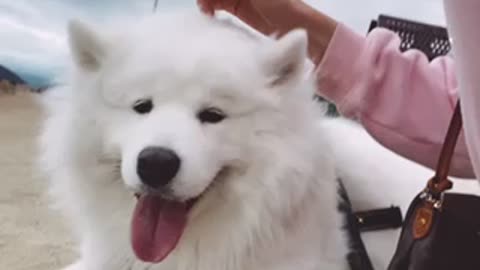 So happy Samoyed dog