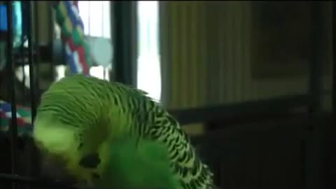 Parrot Tries to Quote Monty Python Funny animals, comedy, dogs, cat