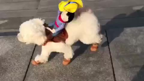 Halloween Dog Costumes