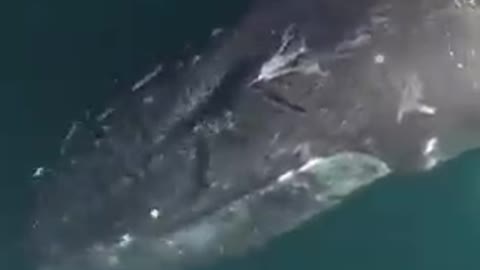 Horrible sound of whale ''HAVE YOU LISTEN?"