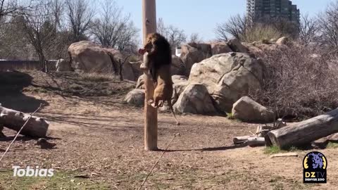 African Lions Pole Feeding