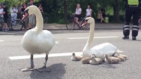 Swan family controls traffic in Denmark