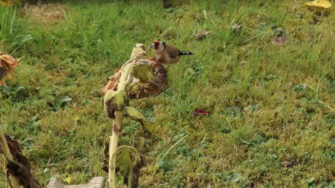 Goldfinch femele eating a Sunflower