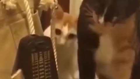 cute cat, funny animal , funny cats