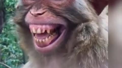 Funny monkey | monkey funny comedy