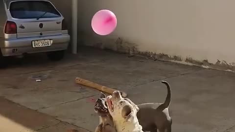 Dogs experiencing the fun of playing with a baloon