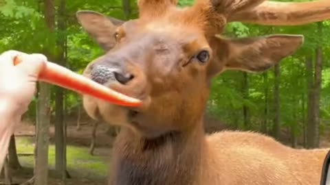 a man having fun with a deer 🦌