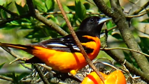 Oriole