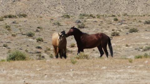 Two Beautiful horses are fighting on hills || mountain horse fighting