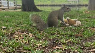 Wrestling Squirrel Body Slams Toy Opponent