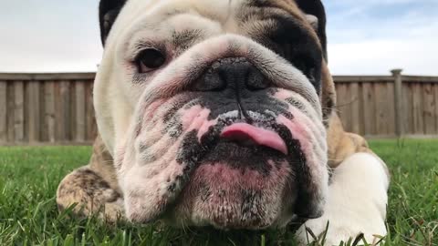 Bulldog Chewing My Yard In Slow Motion