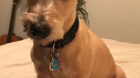 Small tan dog lies on white duvet while song plays