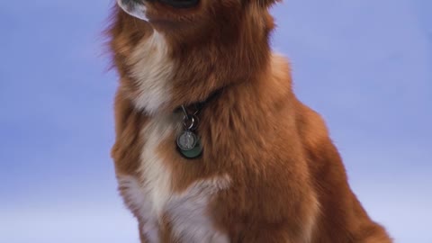 A Brown Dog Sitting on the Floor