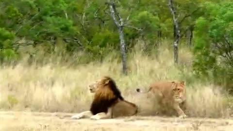 Hilarious! Lioness attempting to lure an uninterested male Lion to mate!