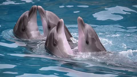 Dolphins dancing at a show