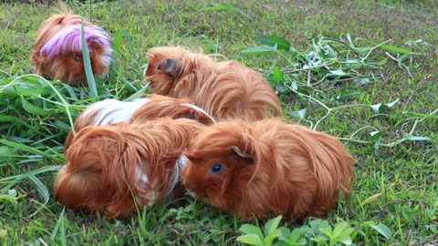 Que coisinhas linda