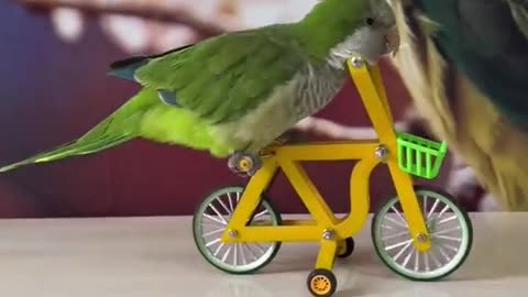 parrot riding a bike