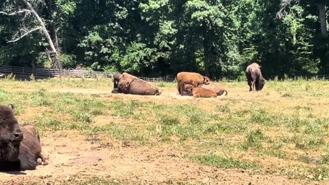 Bison or Buffaloes on a Hot Summer Day