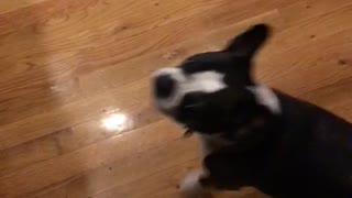 Black dog jumping when owner opens wine