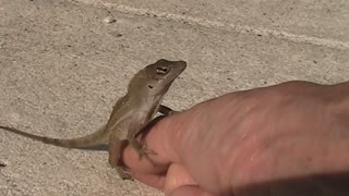 Feeding Wild Lizards